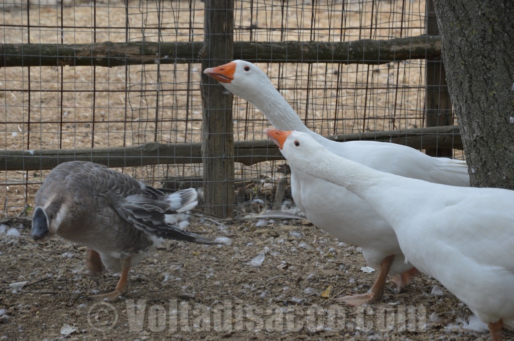 Grosseto Agriturismo Volta Di Sacco - Il Parco Animali