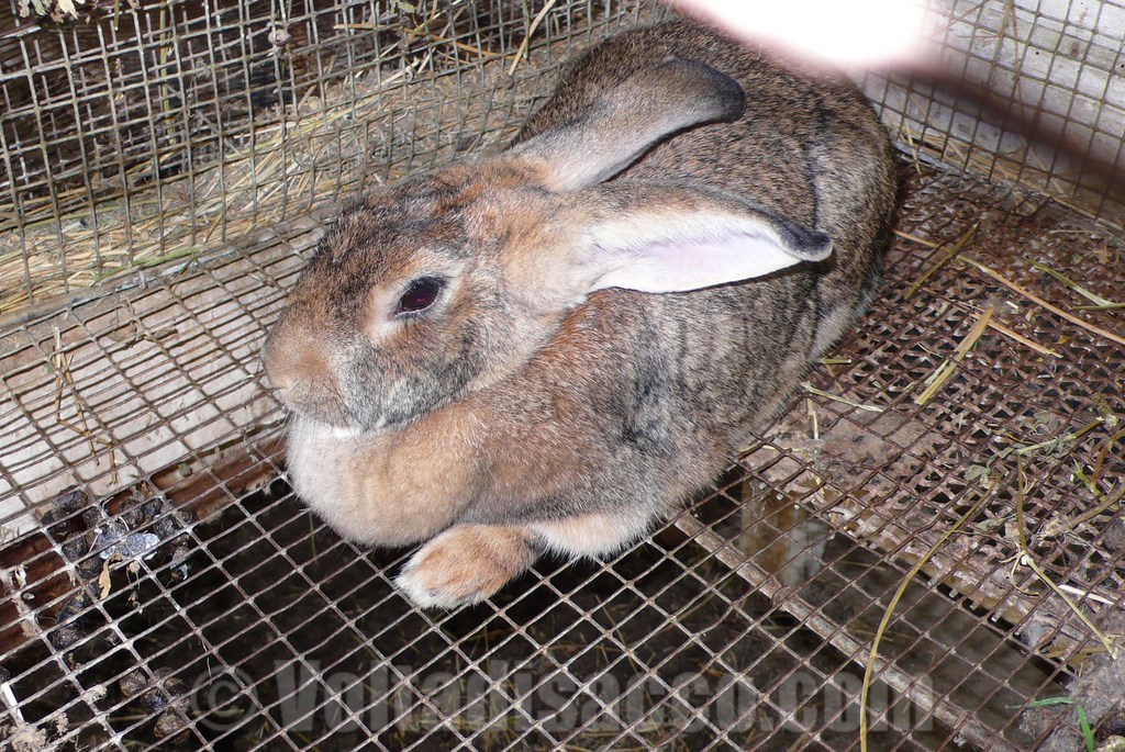 Grosseto Agriturismo Volta di Sacco - i  conigli nel parco animali