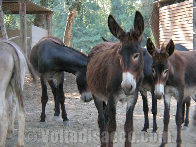 Grosseto Agriturismo Volta di Sacco - gli asini