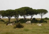 Grosseto - Parco Naturale della Maremma
